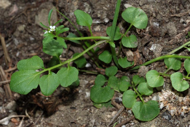 Crucifere dall'' Umbria - Cardamine graeca e C. hirsuta